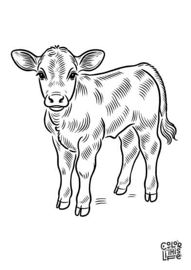 Cow Coloring Pages for Kids (Free Printable)