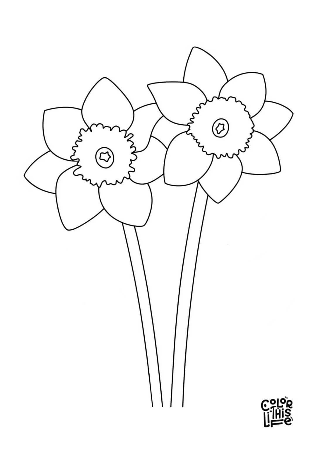 Free Printable Daffodil Coloring Pages - Color This Life