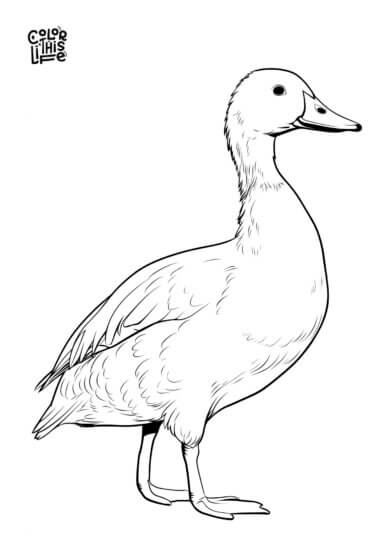 Simple realistic duck coloring page free printable