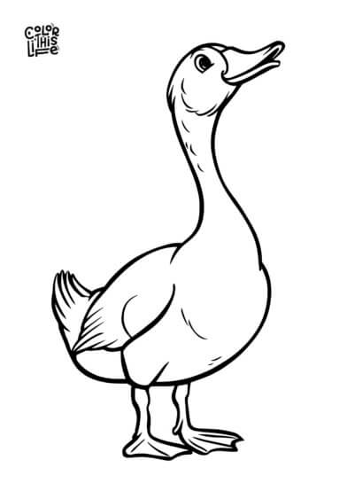 Simple realistic duck coloring page for kids