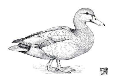 Realistic mallard duck coloring page for adults