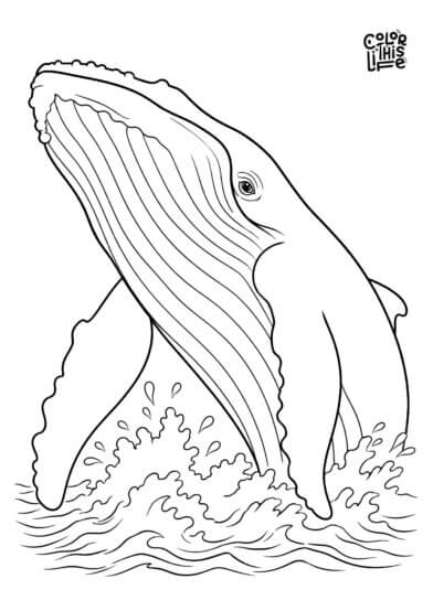 Humpback whale coloring page with water splash