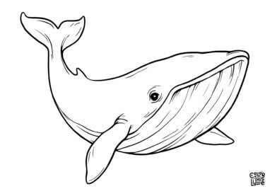 Realistic blue whale coloring page free printable