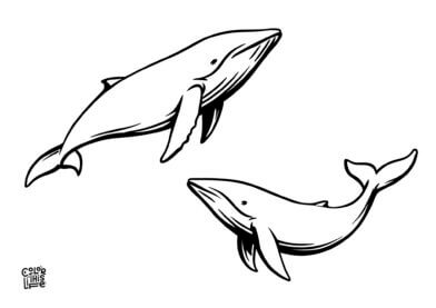Simple coloring page with two whales